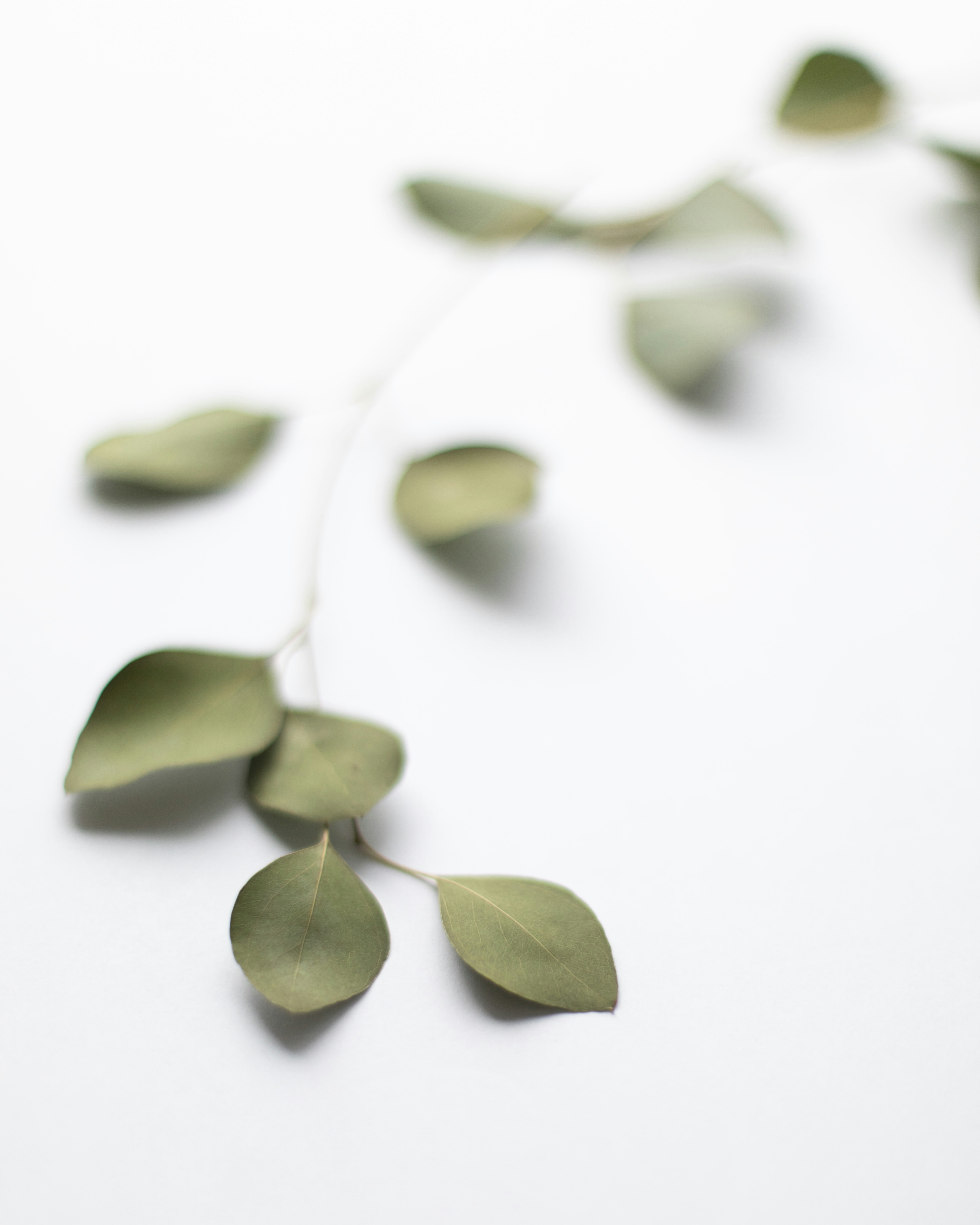 a close up of leaves on a white surface