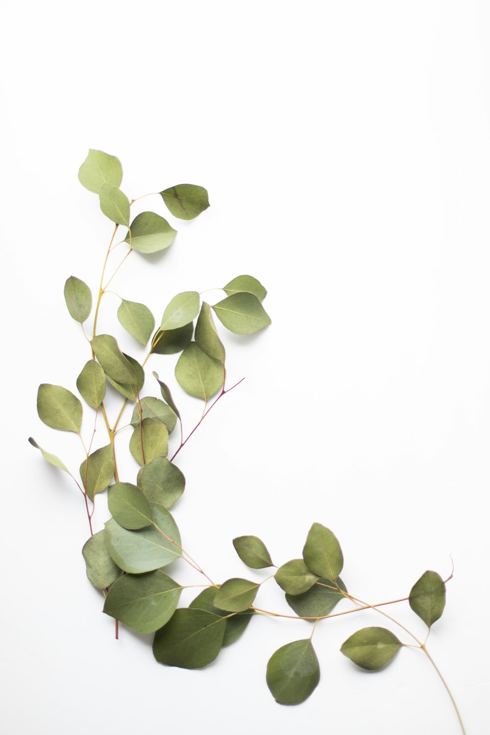 une plante aux feuilles vertes sur fond blanc