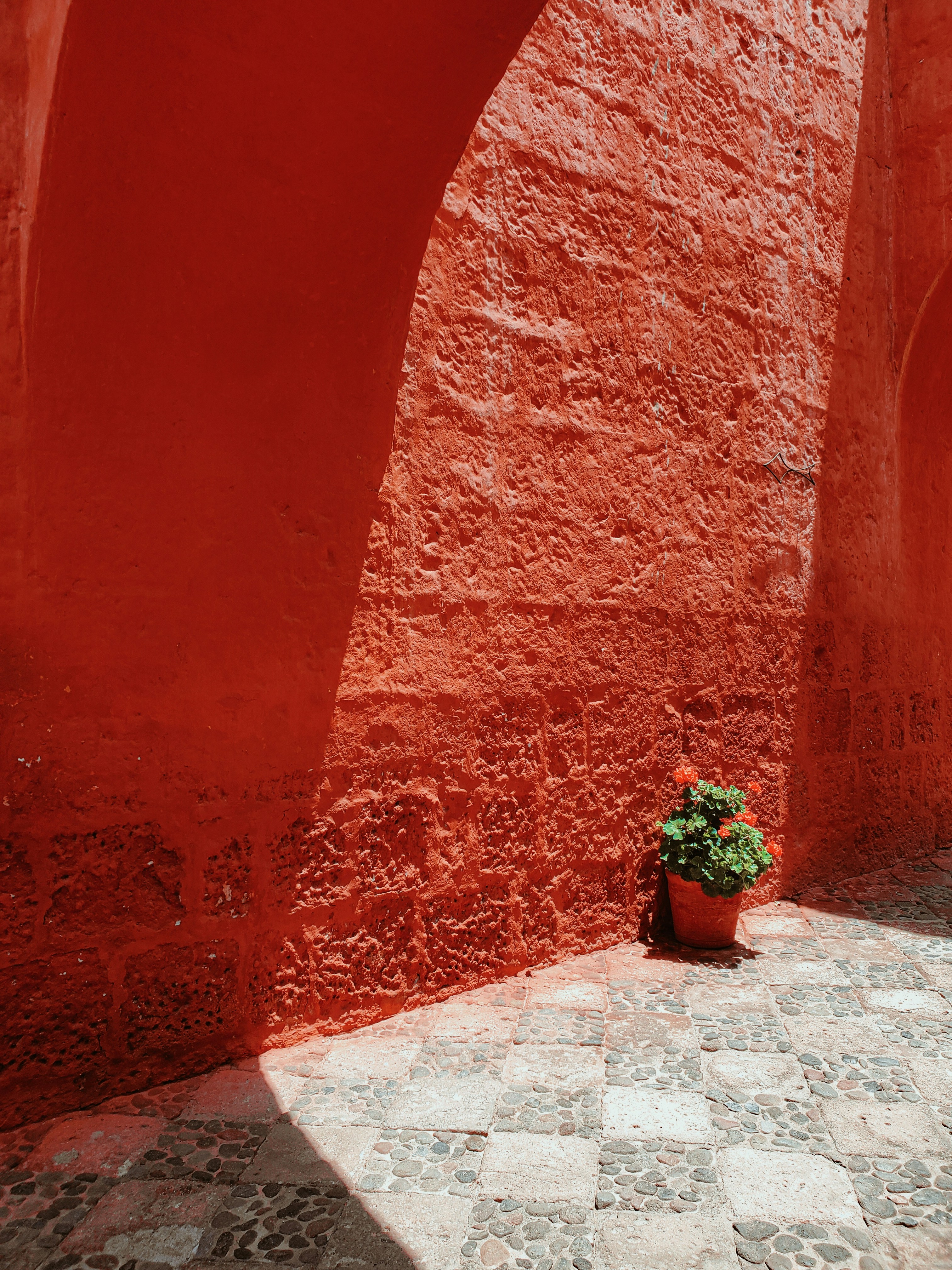 A potted plant sitting on the side of a red wall photo – Free Image on ...