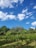 A vineyard stretches across the landscape, with rows of grapevines supported by wooden stakes. Lush, green foliage covers the vines, indicating healthy growth under a bright, sunny sky. Fluffy white clouds dot the clear, vivid blue sky. Dense trees border the vineyard, creating a natural backdrop.