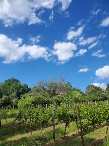 A vineyard stretches across the landscape, with rows of grapevines supported by wooden stakes. Lush, green foliage covers the vines, indicating healthy growth under a bright, sunny sky. Fluffy white clouds dot the clear, vivid blue sky. Dense trees border the vineyard, creating a natural backdrop.
