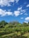 A vineyard stretches across the landscape, with rows of grapevines supported by wooden stakes. Lush, green foliage covers the vines, indicating healthy growth under a bright, sunny sky. Fluffy white clouds dot the clear, vivid blue sky. Dense trees border the vineyard, creating a natural backdrop.
