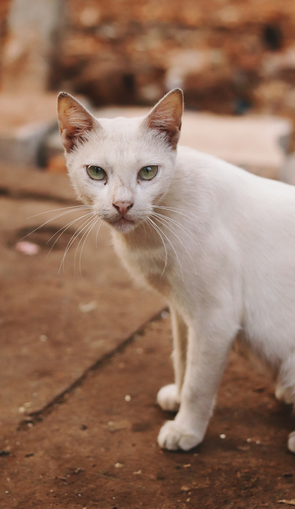 a white cat with green eyes standing on a sidewalk