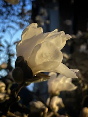 Soft natural light illuminating a close-up of delicate flower petals.