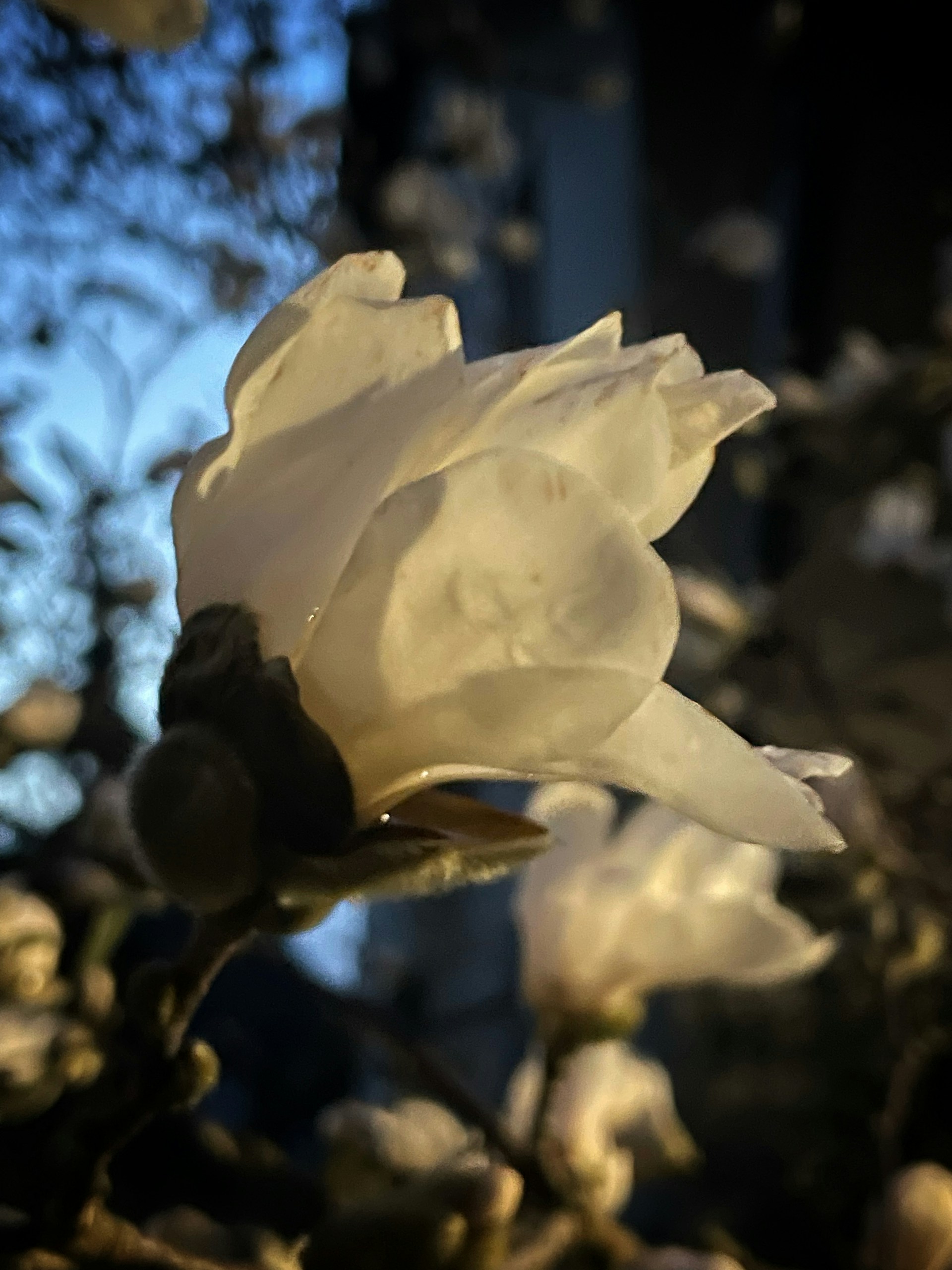woman wearing yellow long-sleeved dress under white clouds and blue sky during daytime