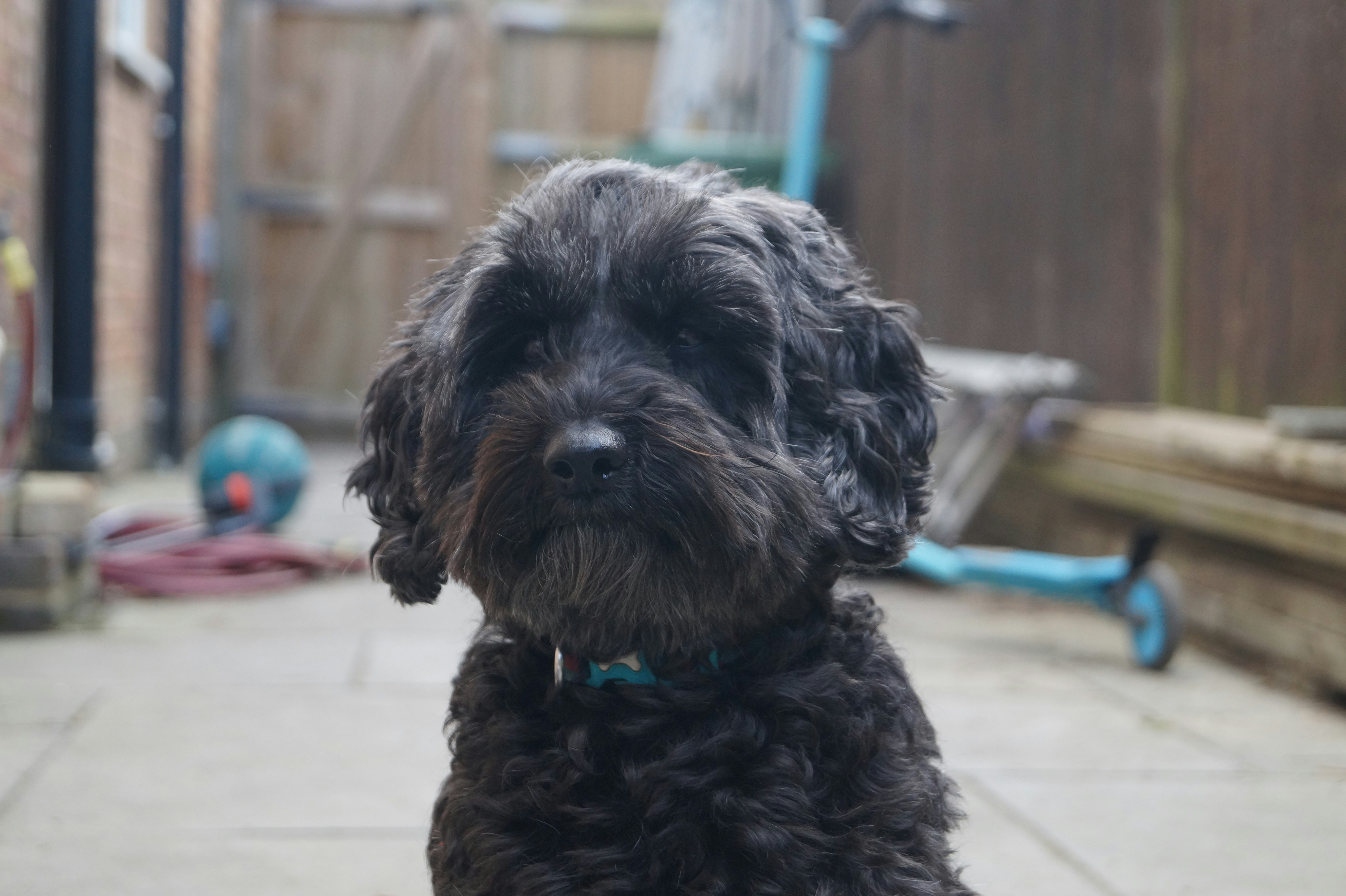 a small black dog sitting on a sidewalk