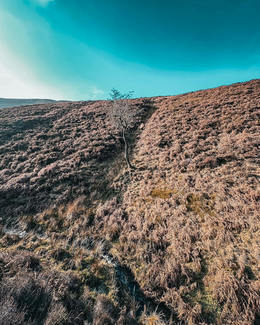 a lone tree on the side of a hill