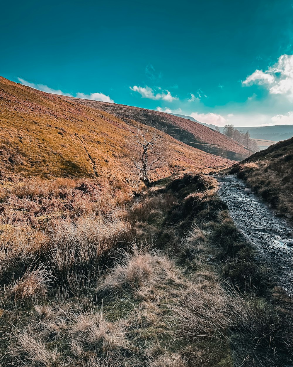 a dirt path in the middle of a grassy field