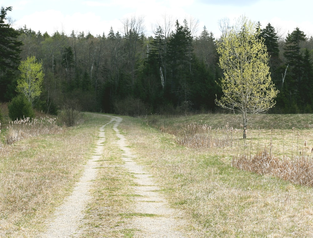 a dirt road in the middle of a field