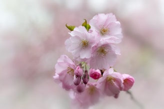 A soft pastel watercolor background with a delicate blooming cherry blossom branch.