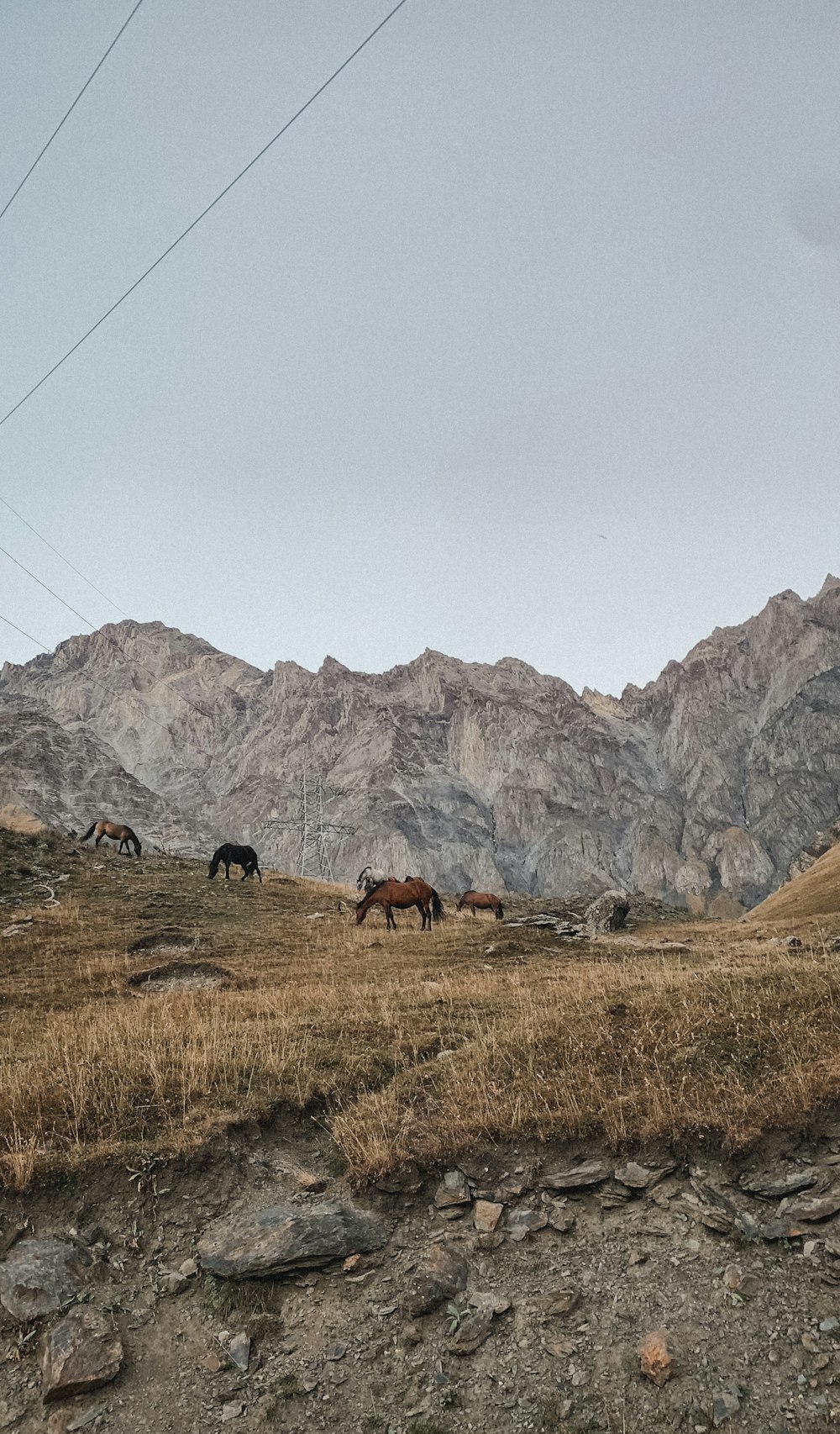 horses grazing in a field with mountains in the background