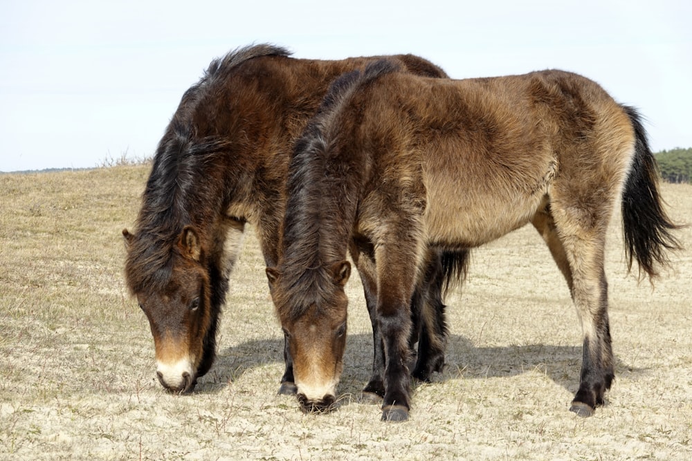 a couple of brown horses standing on top of a dry grass field