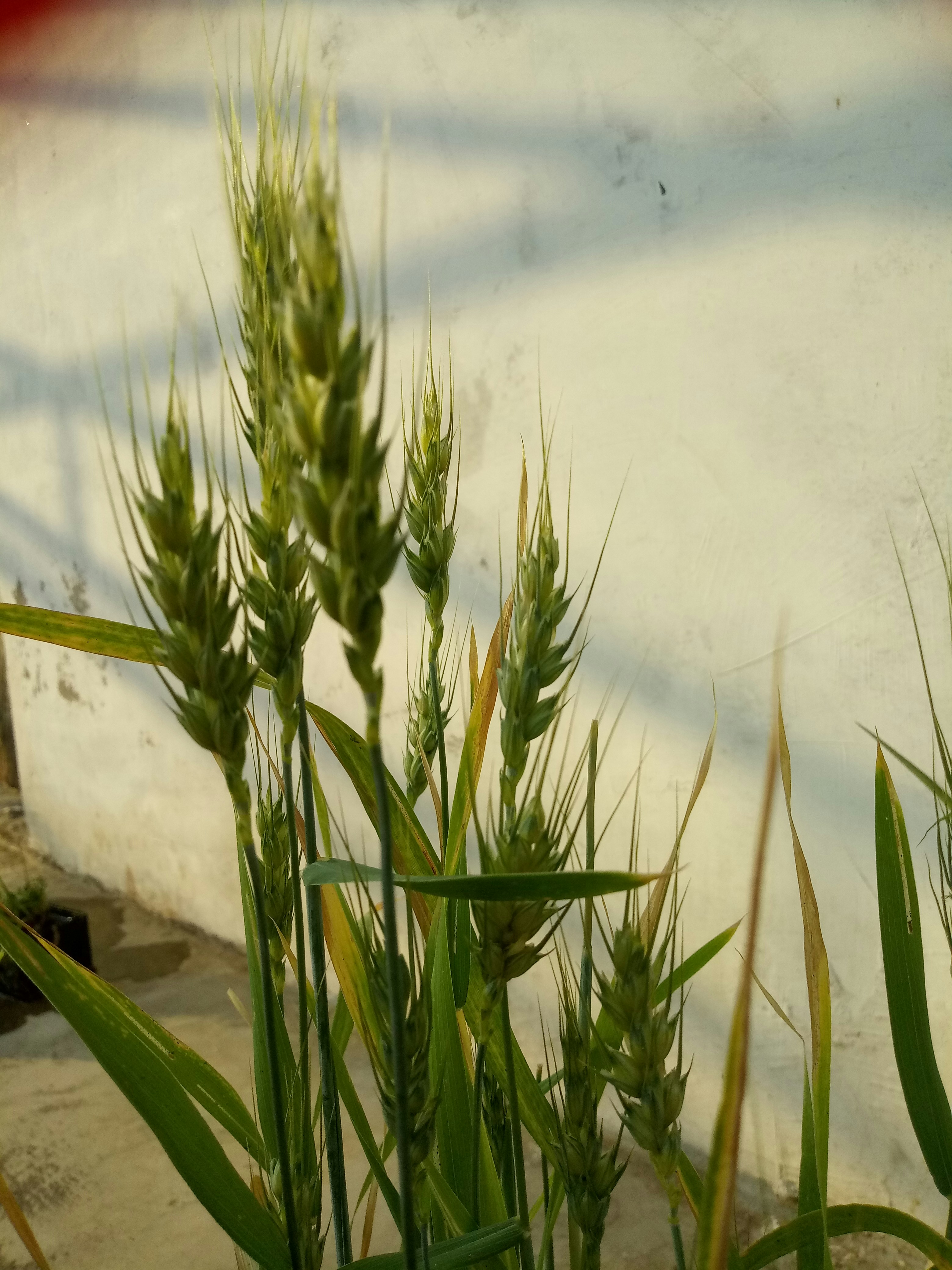 a close up of some grass near a building