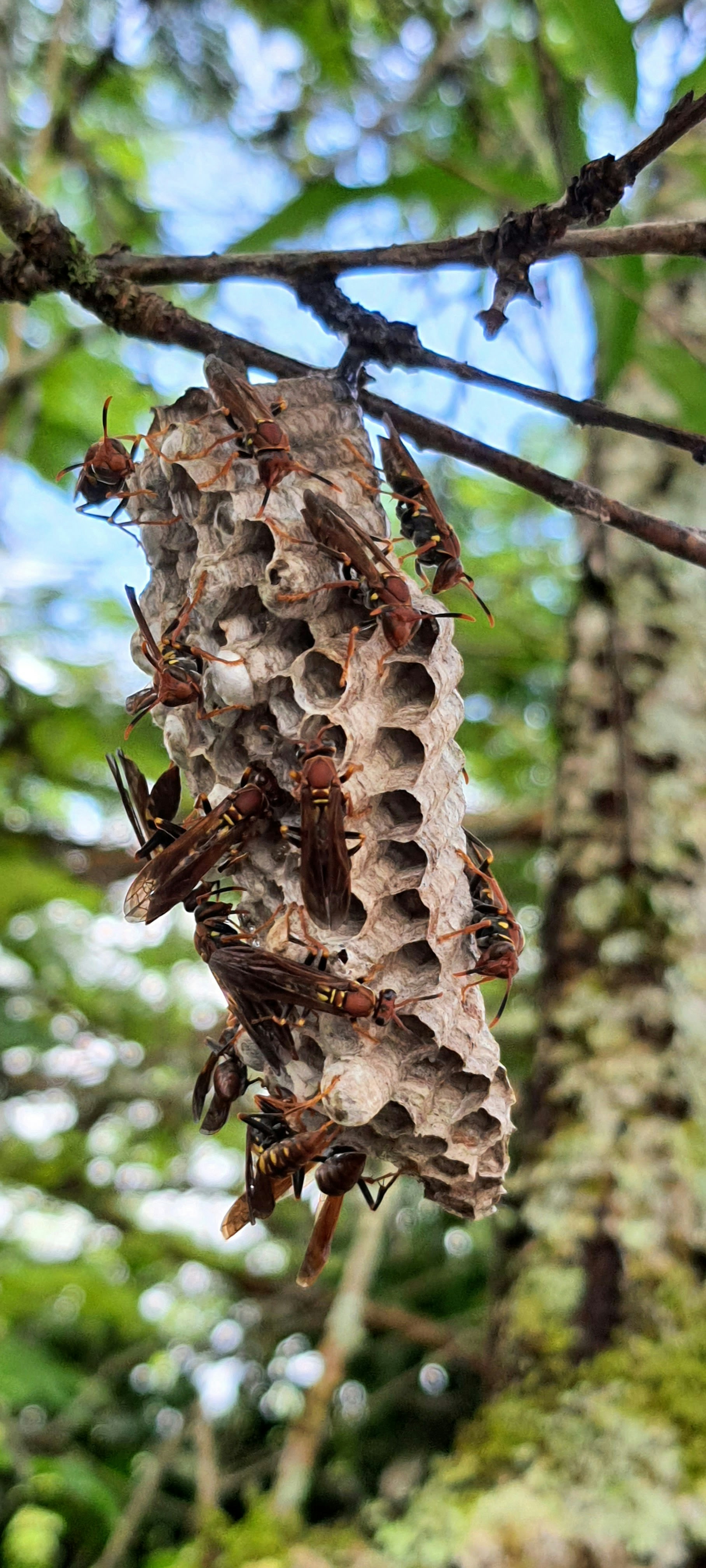 A bunch of bugs hanging from a tree branch photo – Free Animal Image on ...