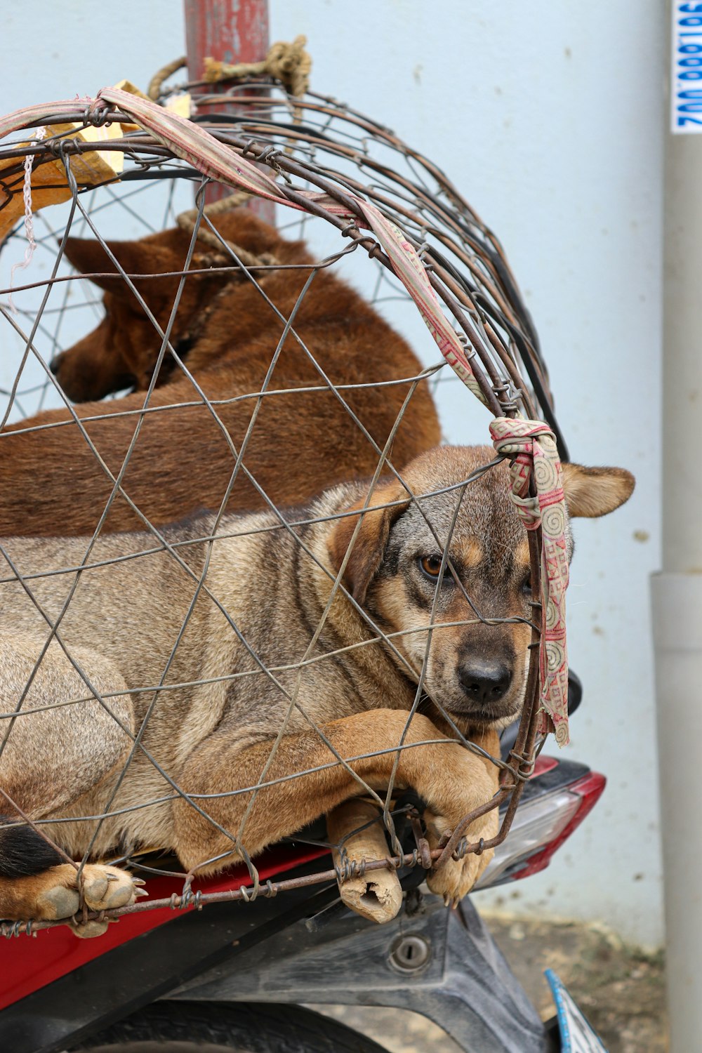 オートバイに座っている檻の中の犬