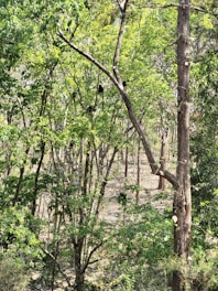 A vibrant river scene with monkeys perched on branches, crocodiles sunbathing, and colorful tropical birds flying overhead.