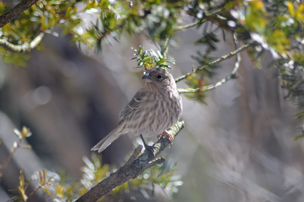 a small bird perched on a tree branch