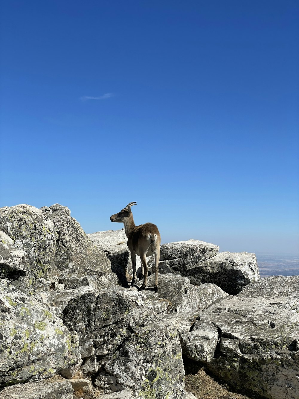 a goat standing on top of a rocky hill