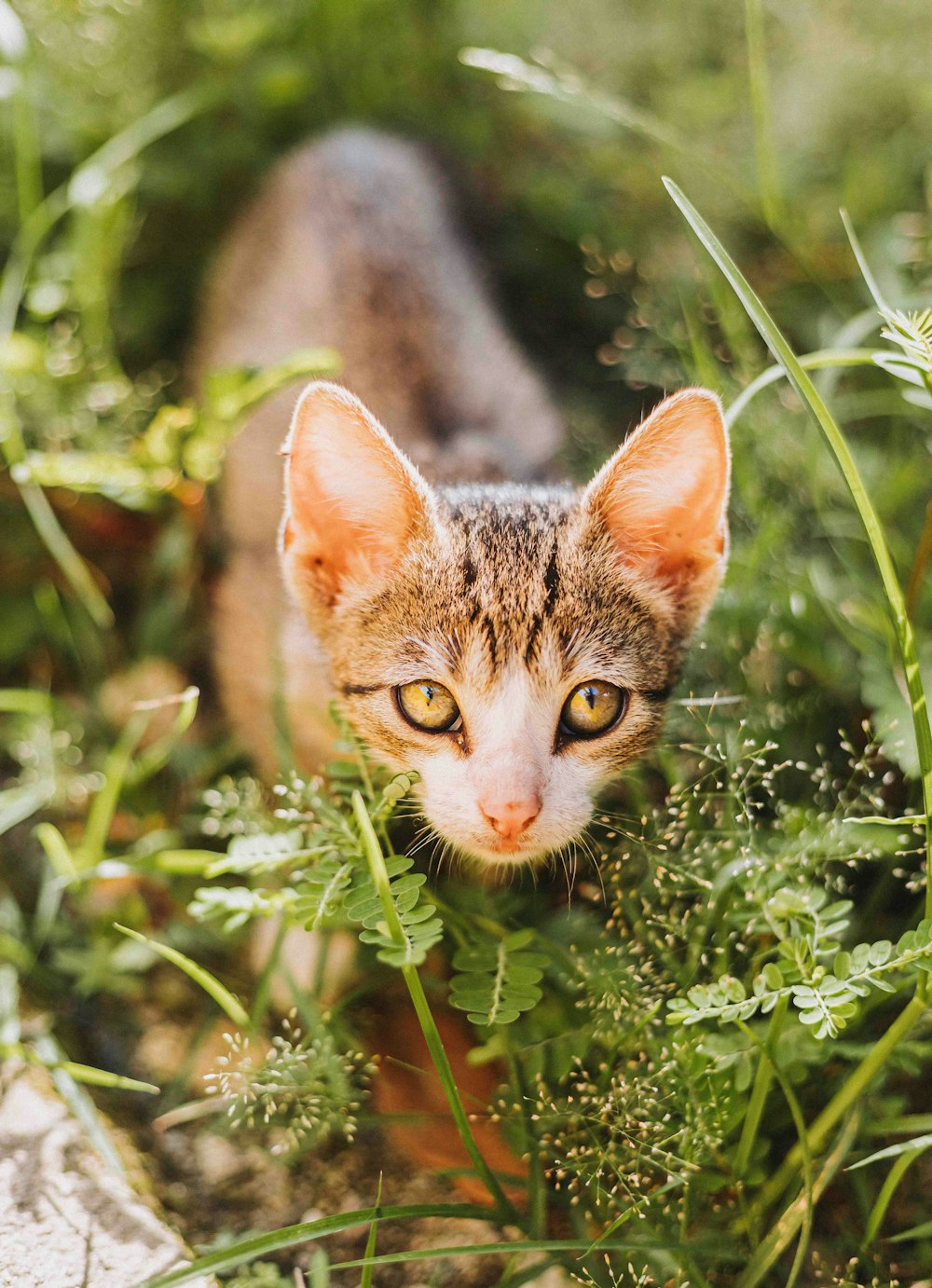 a cat is walking through some tall grass