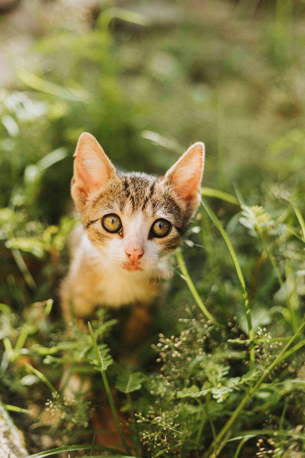 a small kitten is sitting in the grass