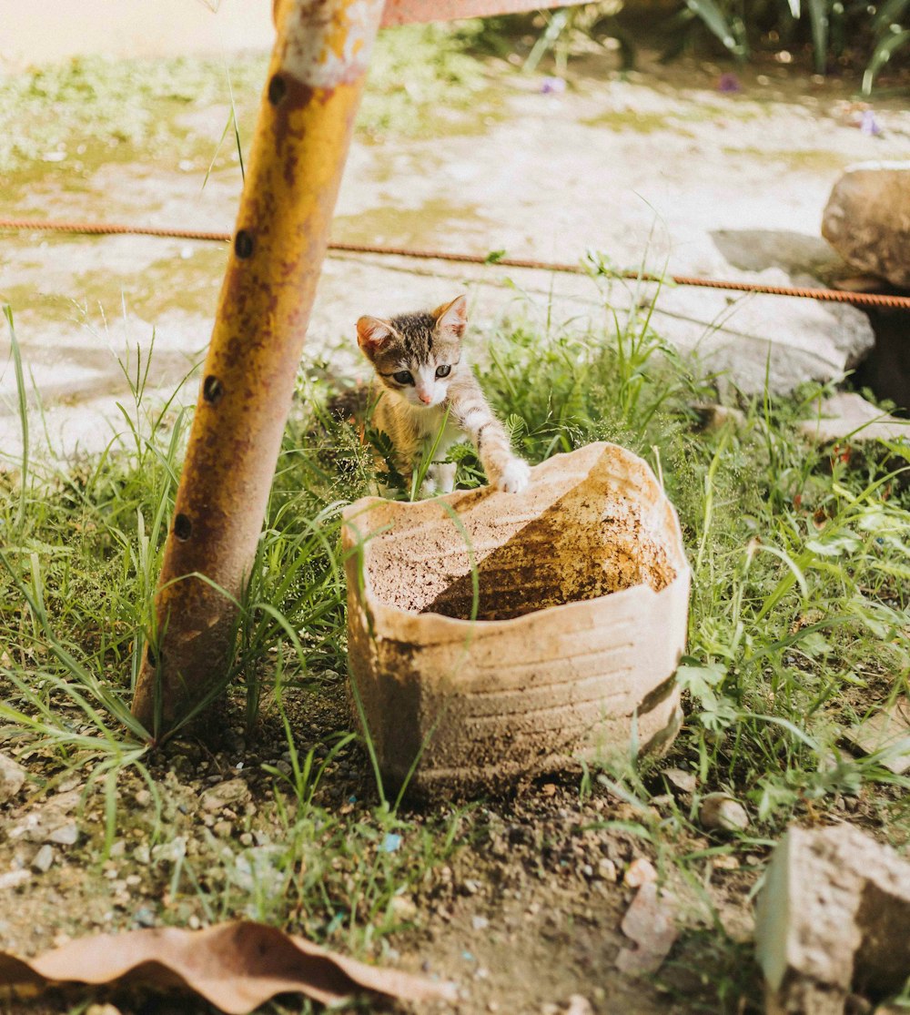 a kitten is standing in a bowl in the grass