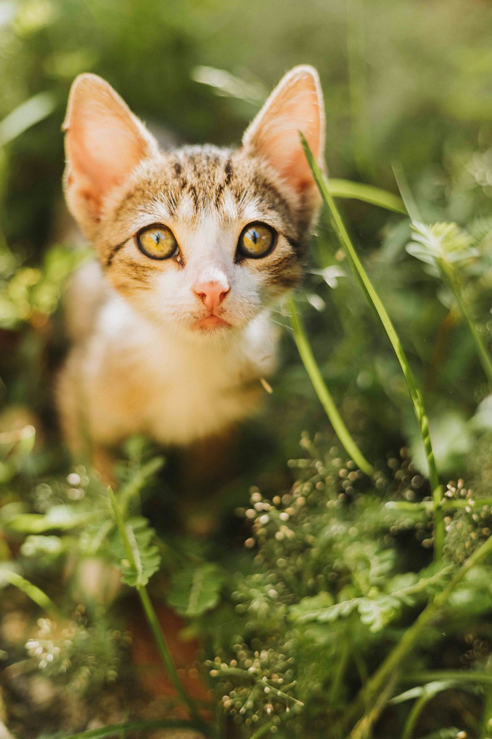 a small kitten is sitting in the grass