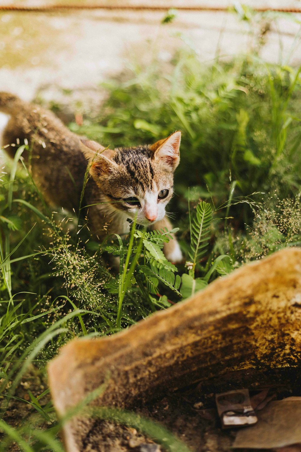 a cat walking through a lush green forest