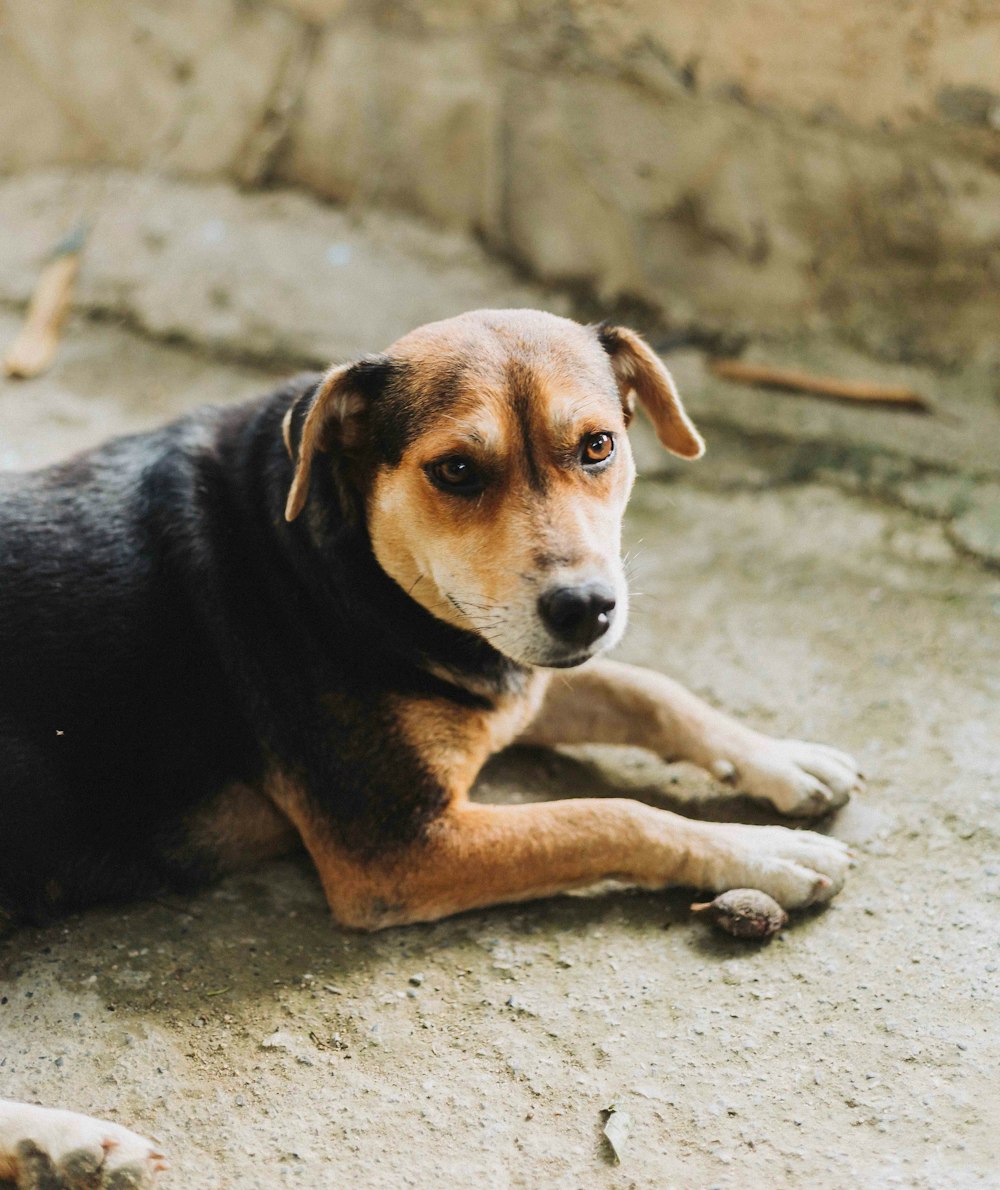 a brown and black dog laying on the ground