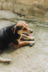 a black and brown dog laying on the ground