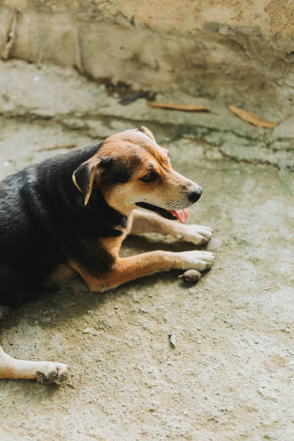 a black and brown dog laying on the ground