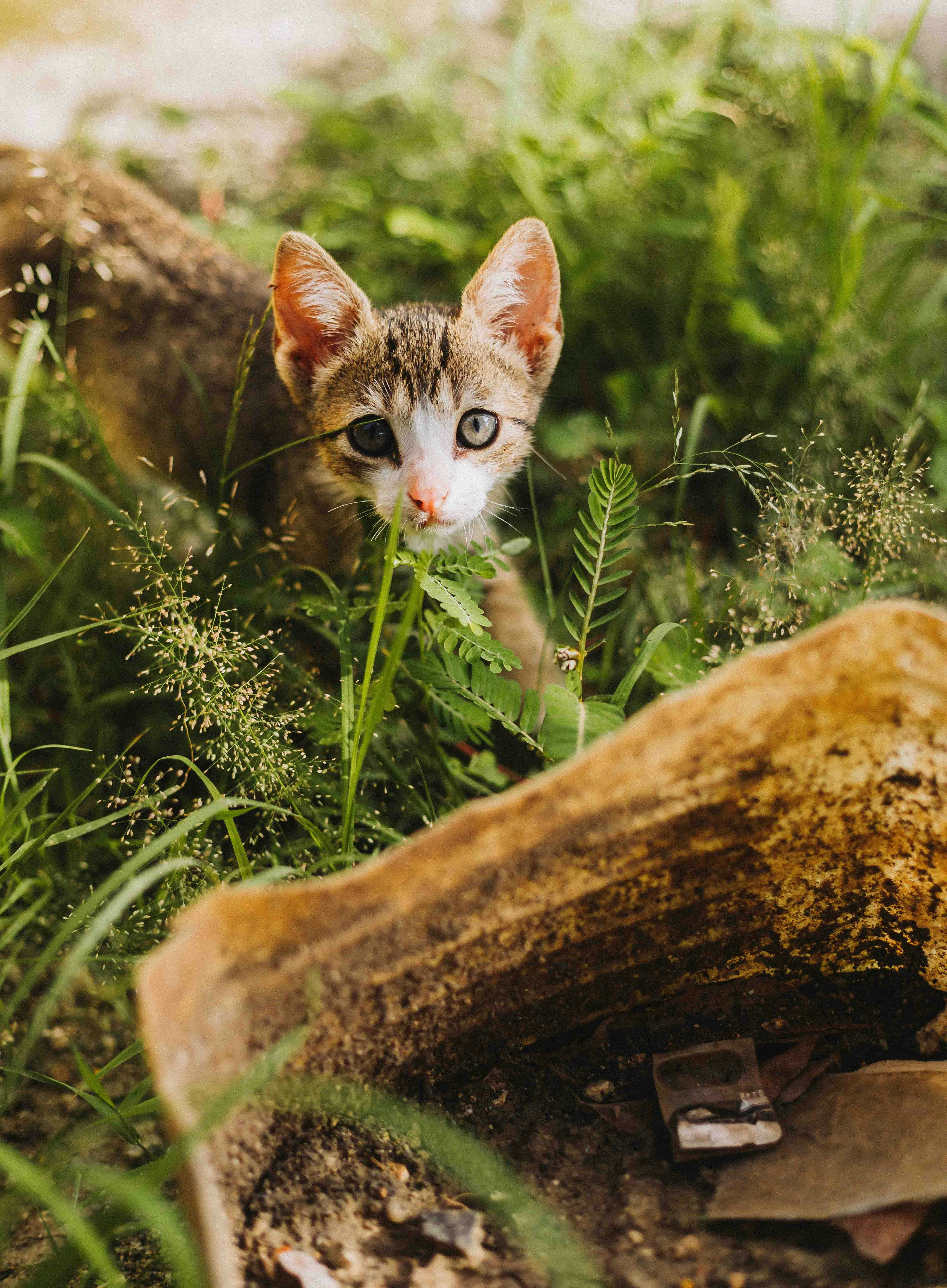 The Language of Cat Eyes (image credits: unsplash)