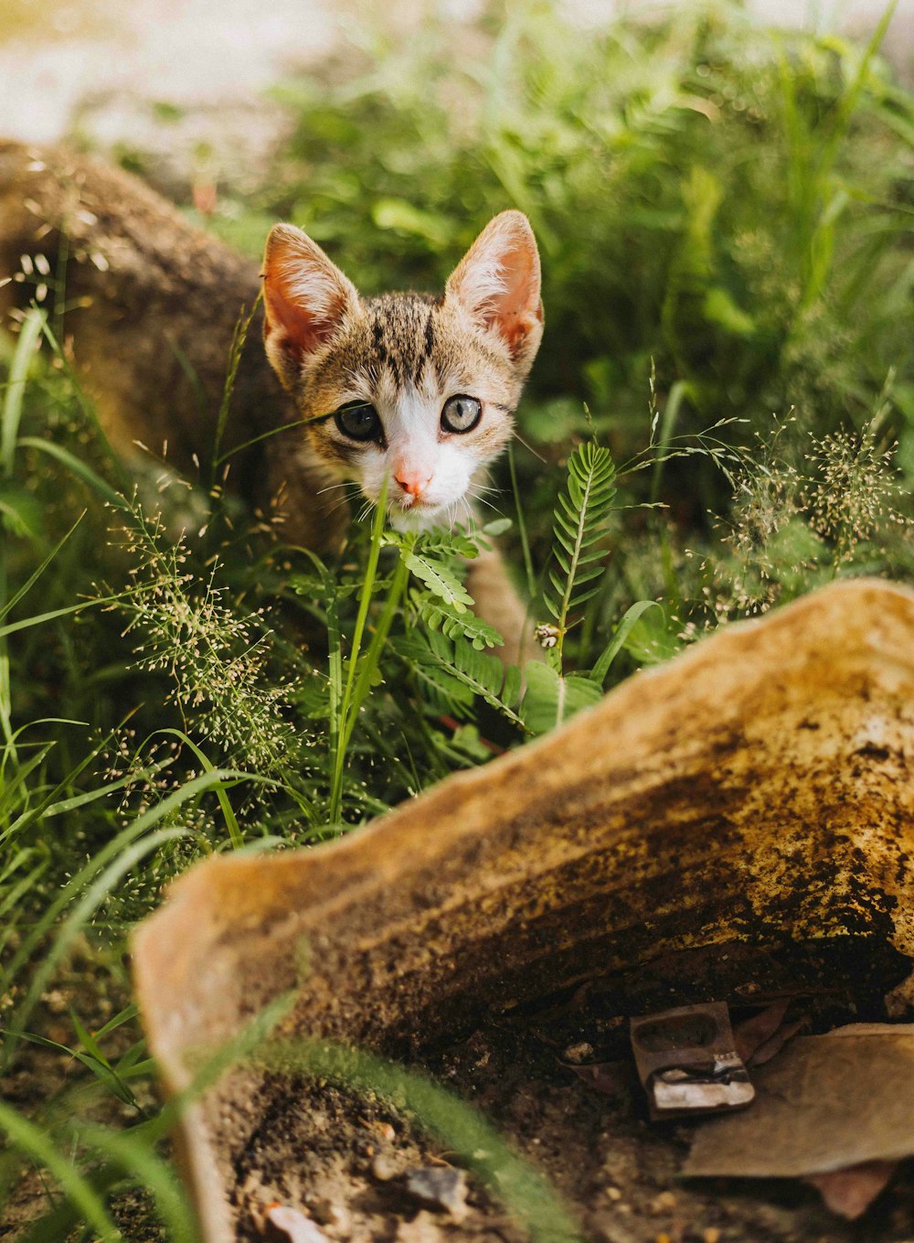 a small kitten walking through a lush green forest