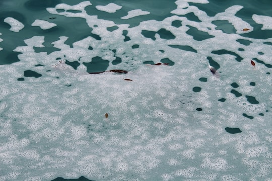A body of water covered with white sea foam and some floating debris, including small leaves. The water's surface has a patchy distribution of foam creating unique patterns.