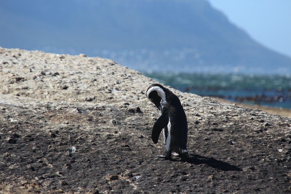 Un pingüino parado en la cima de una playa de arena
