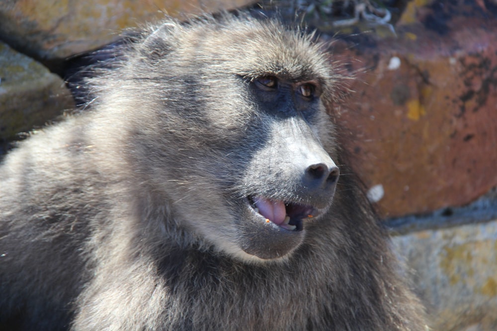 a close up of a monkey near a rock wall