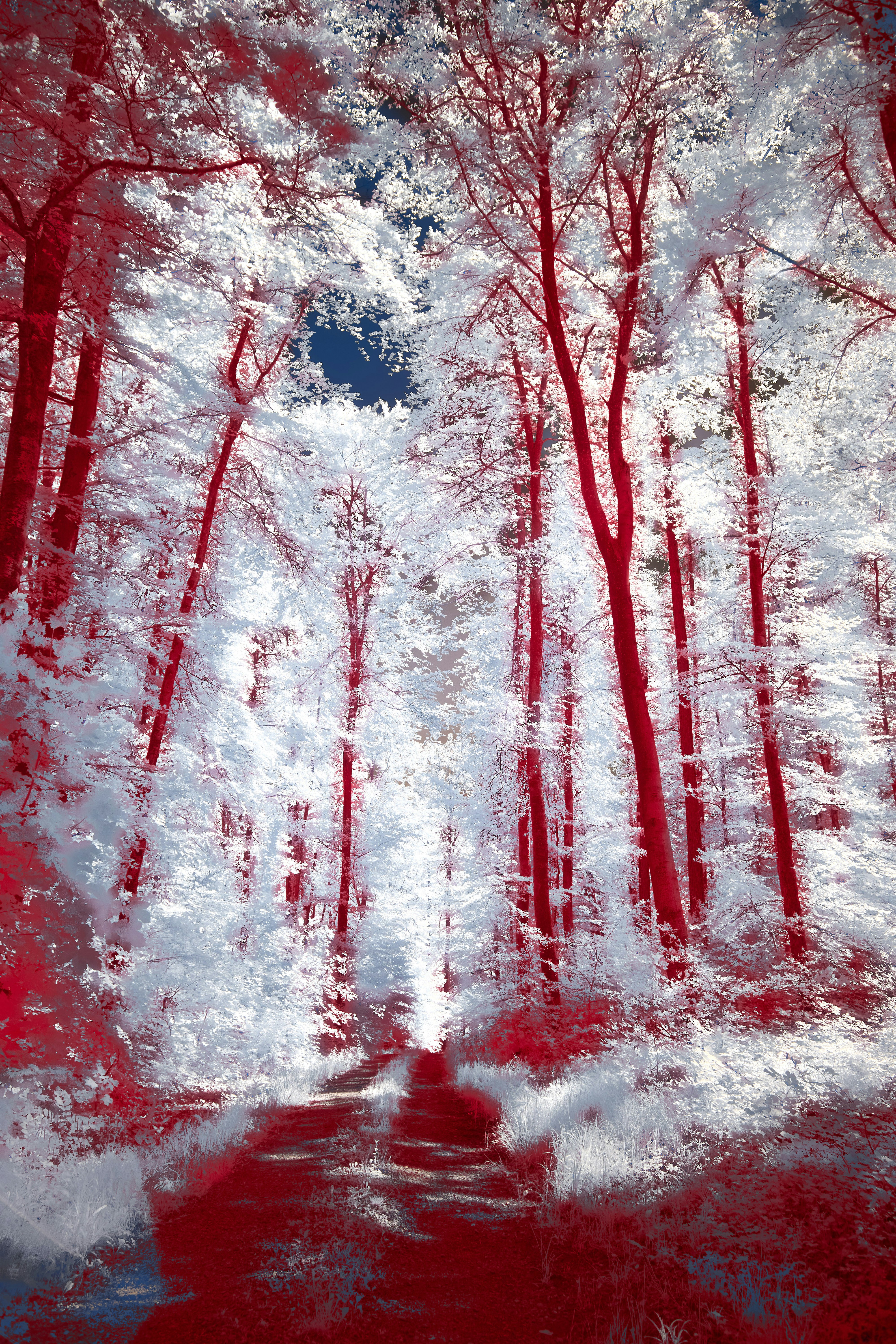 Photo by wolfgang_hasselmann