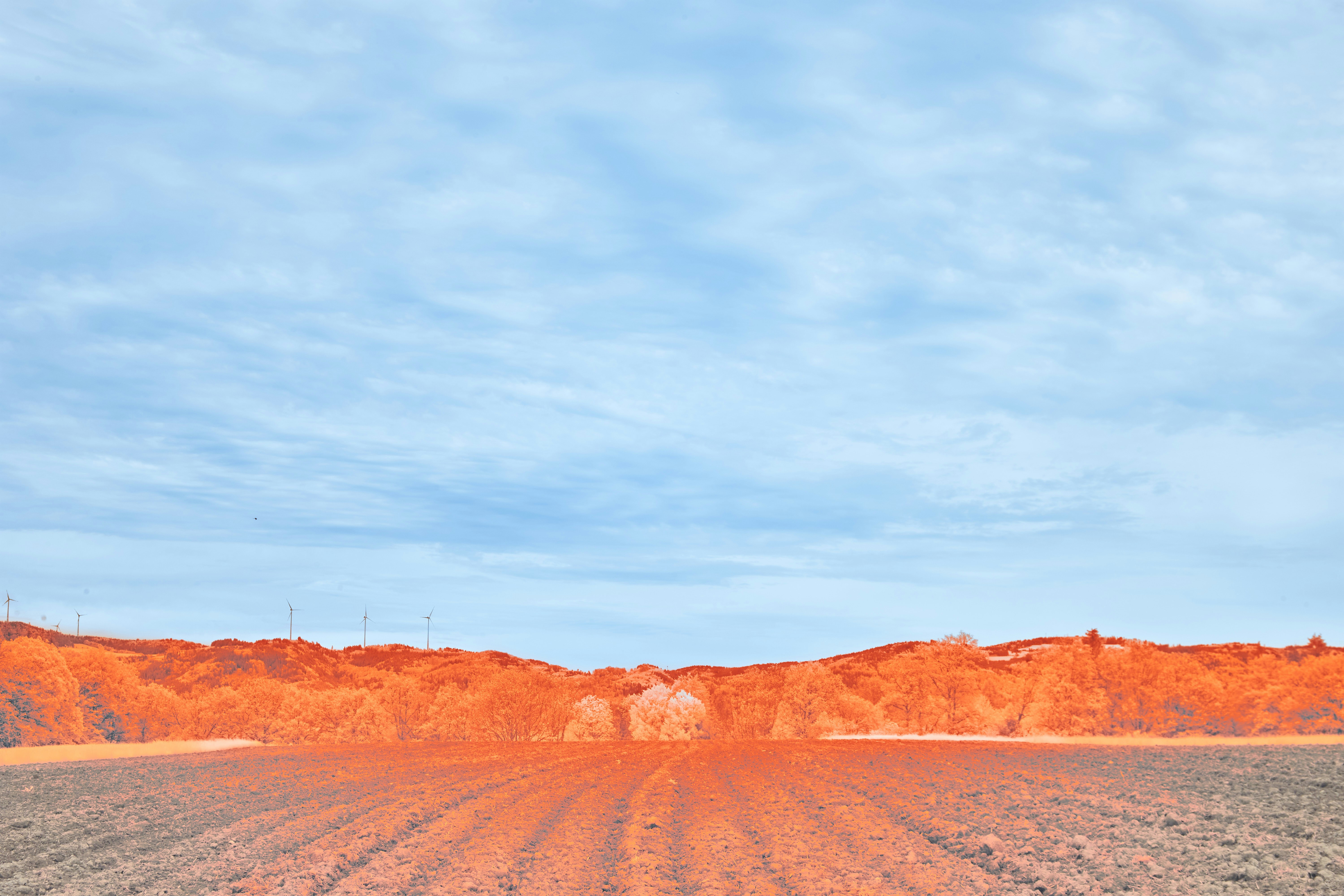 Photo by wolfgang_hasselmann