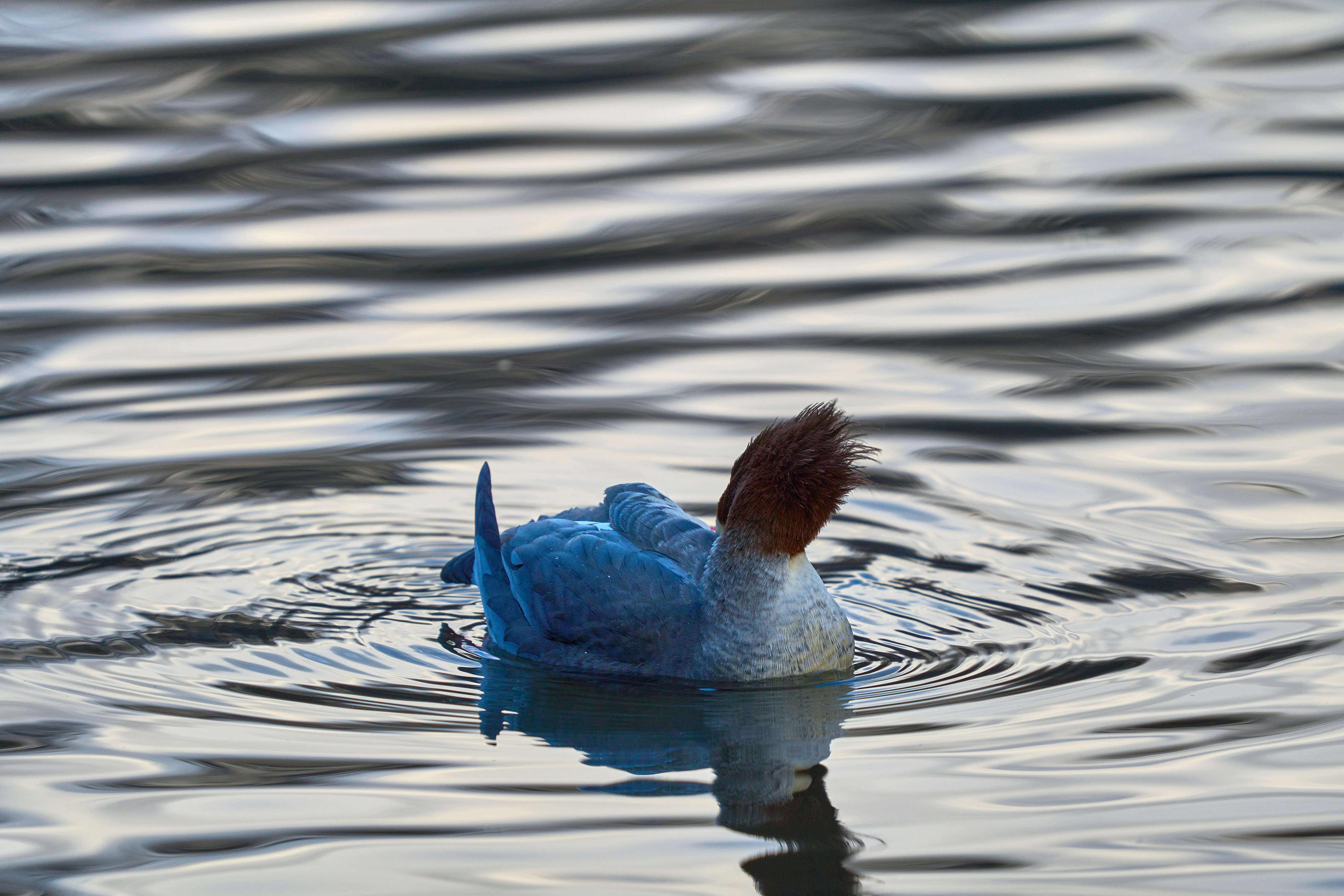 Photo by wolfgang_hasselmann