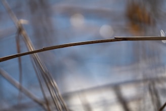 Close-up of a cyanotype print drying under natural light in a minimalist studio.
