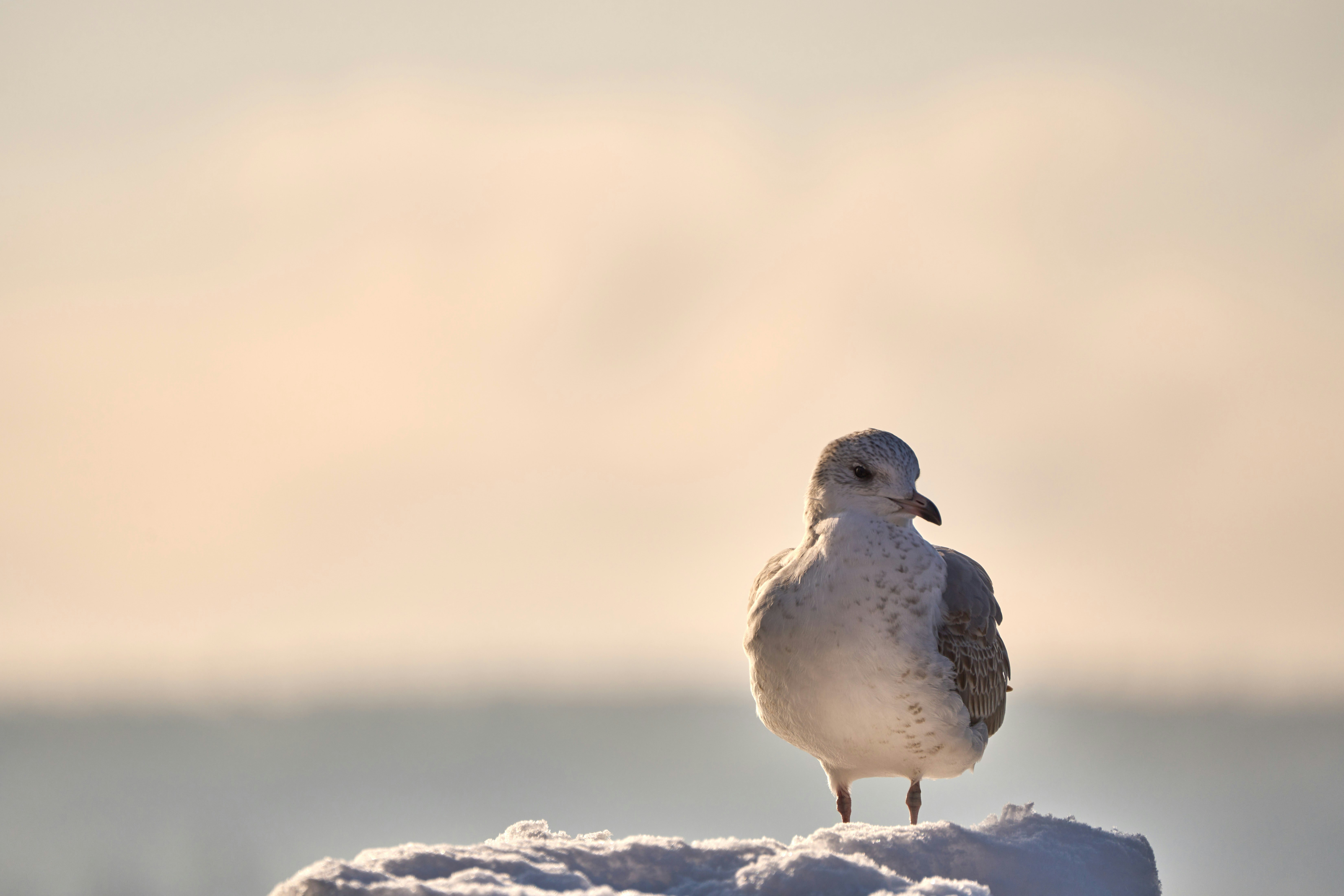 Photo by wolfgang_hasselmann