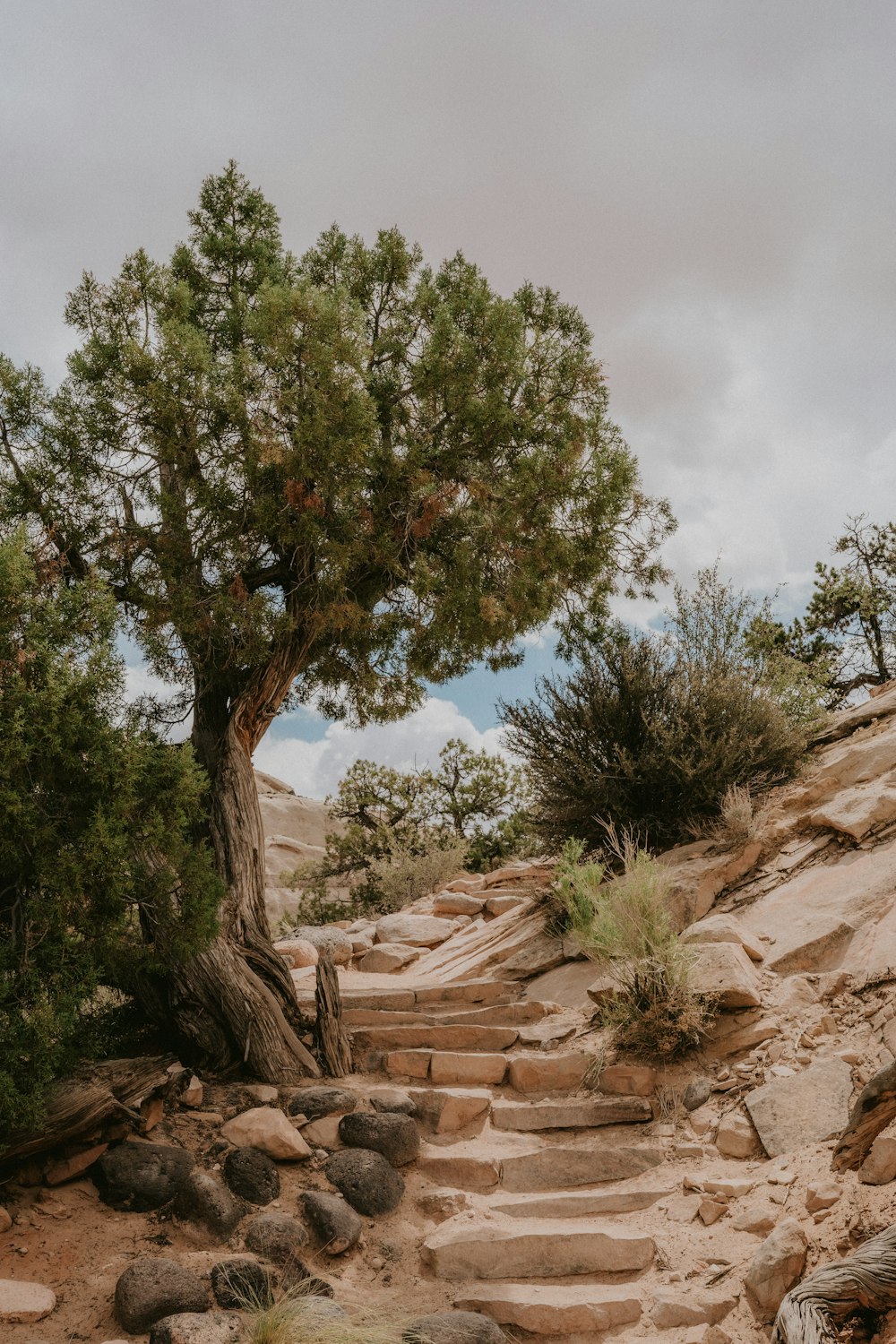 a tree that is sitting on some rocks