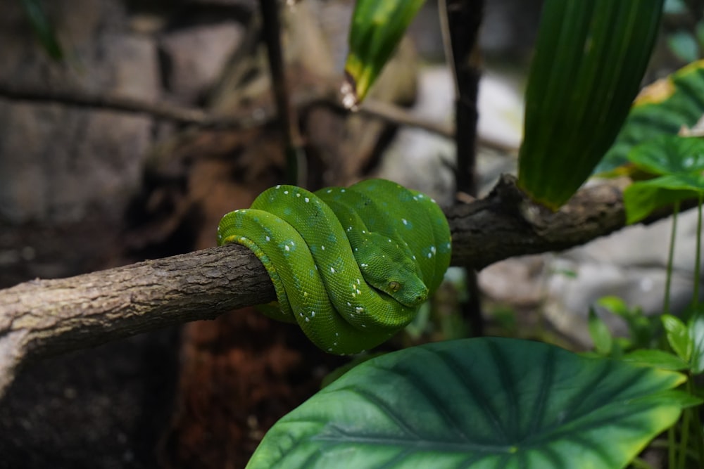녹색 뱀이 나뭇 가지에 앉아있다.