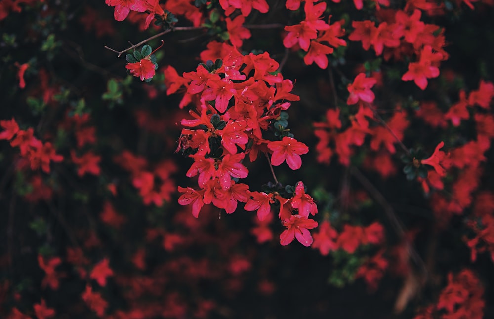a bunch of red flowers that are on a tree