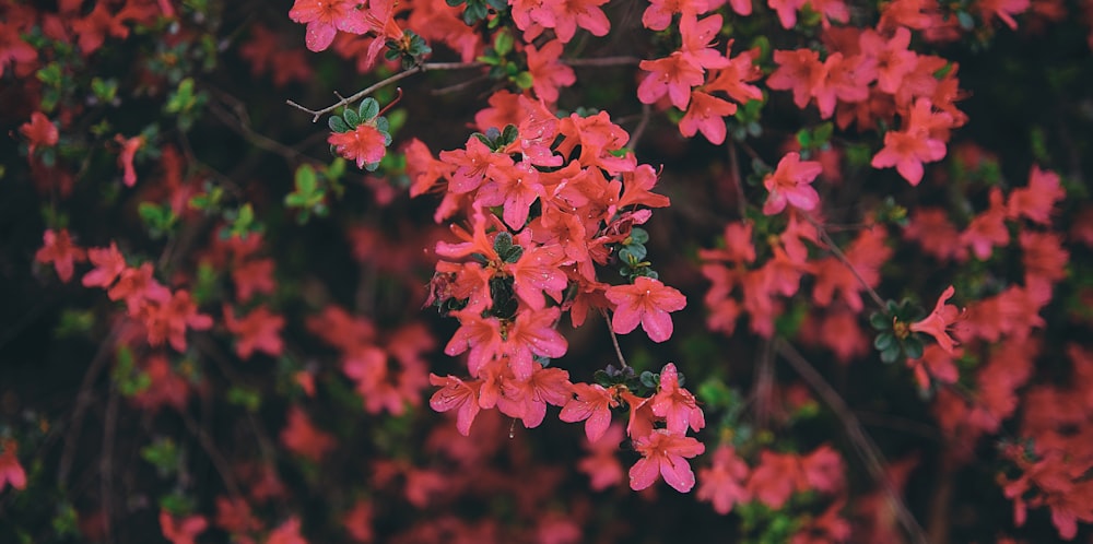 a bunch of red flowers that are on a tree