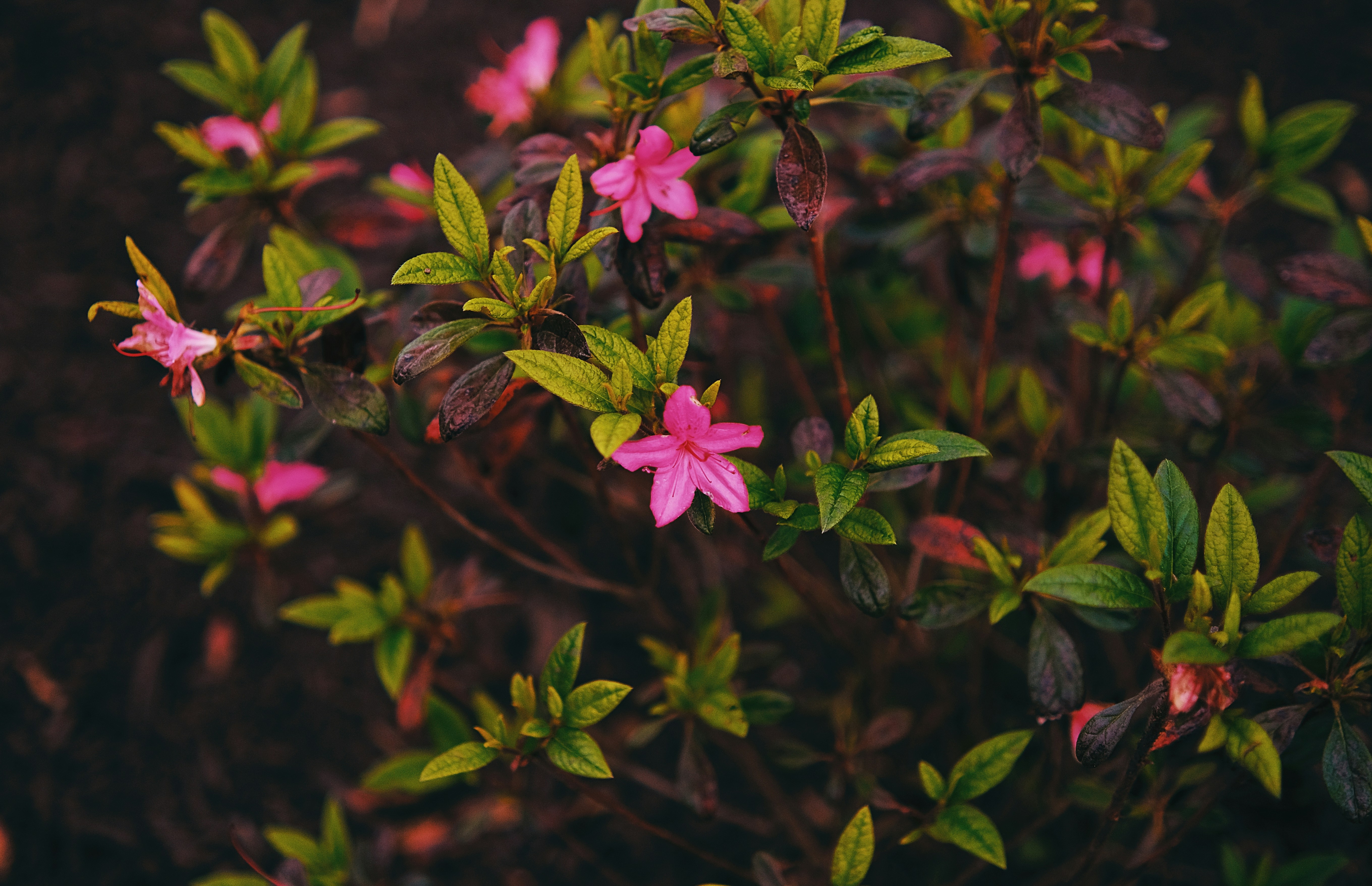 Photo by leiadakrozjhen