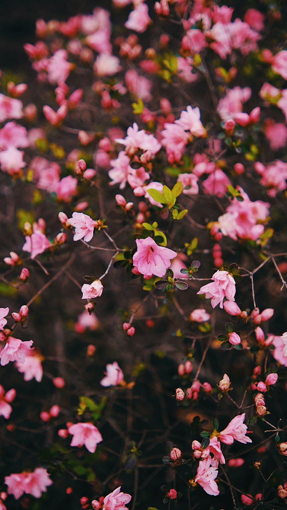 un bouquet de fleurs roses qui sont sur un arbre