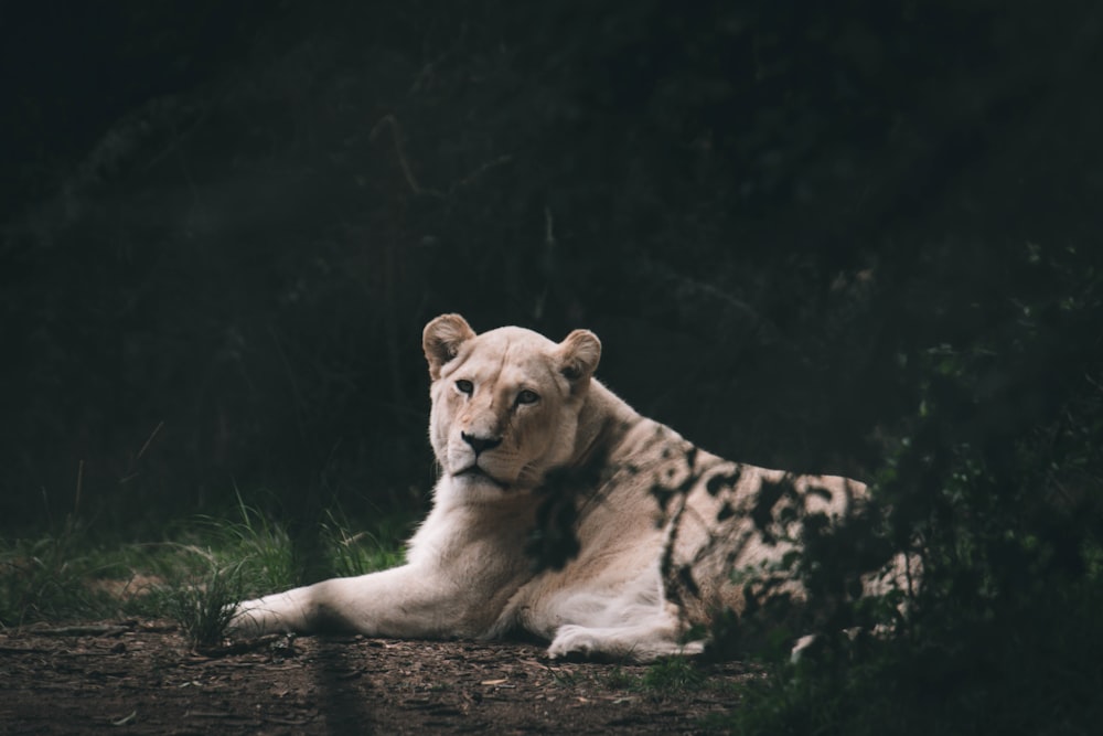um tigre branco deitado na grama