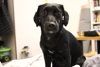 A black dog with floppy ears is sitting indoors on a soft surface, looking directly at the camera. The background includes various household items such as books on shelves and blurred objects on a table.