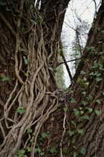 a large tree with vines growing on it