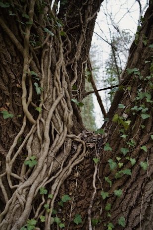 a large tree with vines growing on it